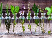 10-herbs-you-can-grow-indoors-in-water-all-year-long