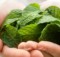 Put Peppermint in Your Home and Say Goodbye to Spiders, Mice and Other Unwanted Parasites