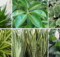 These Six Plants Will Fill Your House With Pure Oxygen, You Need Them