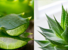 Aloe Vera is known as plant of immortality – learn how to rip all health benefits of it!