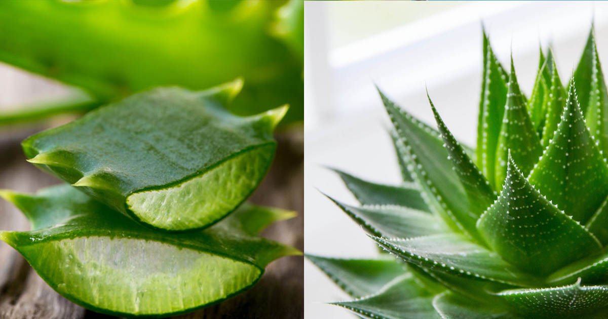 Aloe Vera is known as plant of immortality learn how to rip all