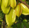 Carambola Fruit will help you lower cholesterol level, control diabetes and improve your health