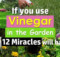 Did you know that vinegar can be used in your garden Here is how to use it!