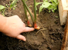 Produce your own turmeric because that is definitely better than buying it!