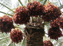 The Best Food in the World that Works Great Against Heart Attack, Hypertension, Stroke and Cholesterol