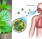 9 Herbs to Boost the Immune System and Repair Lung Damage