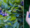 How to Grow Unlimited Amounts of Blueberries THE RIGHT WAY in Your Backyard