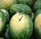 How to Pick the Perfect Watermelon 5 Key Tips from an Experienced Farmer