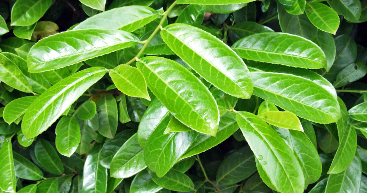 This plant helps you joint pain and headaches