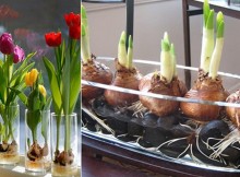 Do you like tulips You won’t believe how easy it is to grow them at home! Just follow these steps