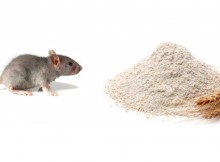 How to Get Rid of Mice in Your Home – Recipe
