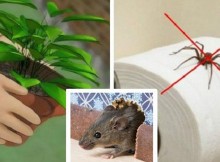 If You Have This Plant In Your House, You Will Never See Mice, Spiders And Other Insects Again!