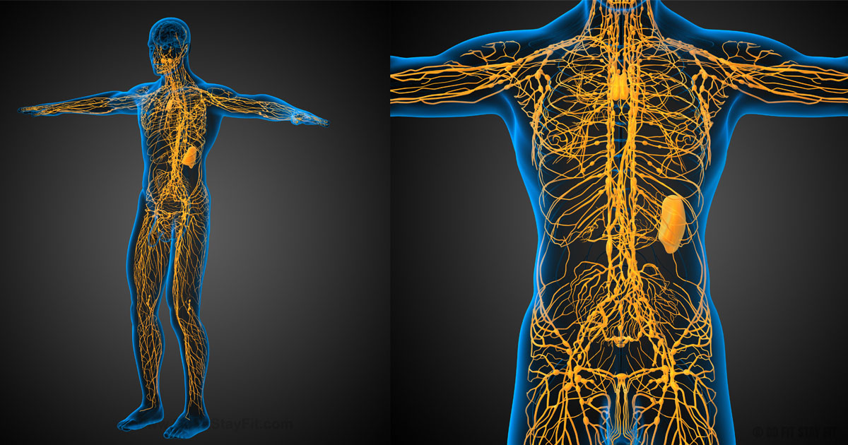 Signs of a Clogged Lymphatic System and How to Treat Them Healthy